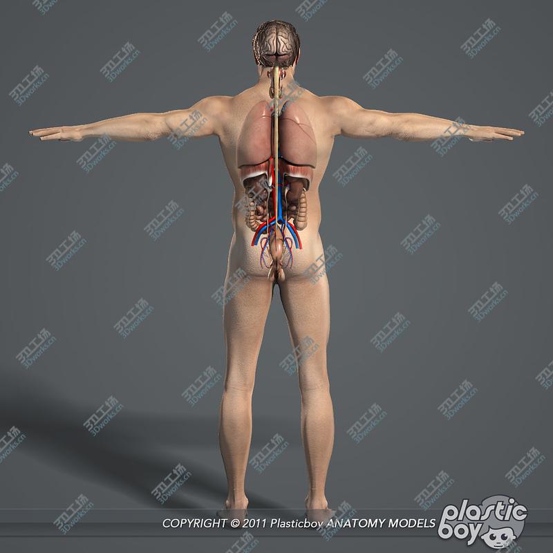 images/goods_img/2021040234/Internal Organs and Male Body Anatomy Pack V04 (Textured)/4.jpg